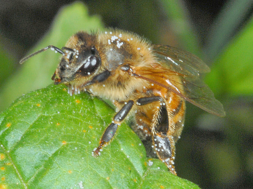 La toeletta
